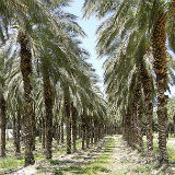 Palm Oil